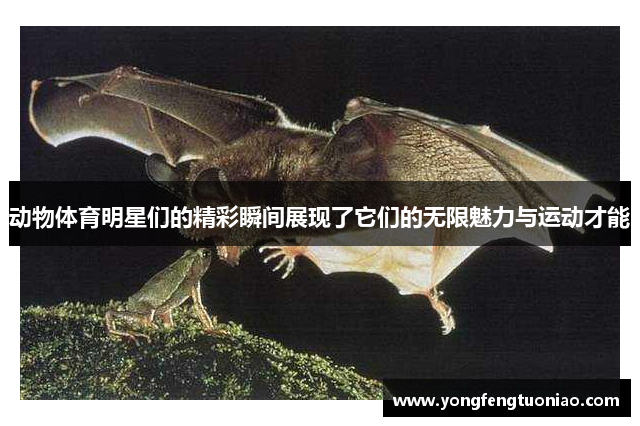 动物体育明星们的精彩瞬间展现了它们的无限魅力与运动才能
